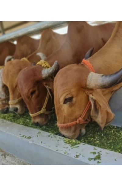 Gauri Dairy Farm
